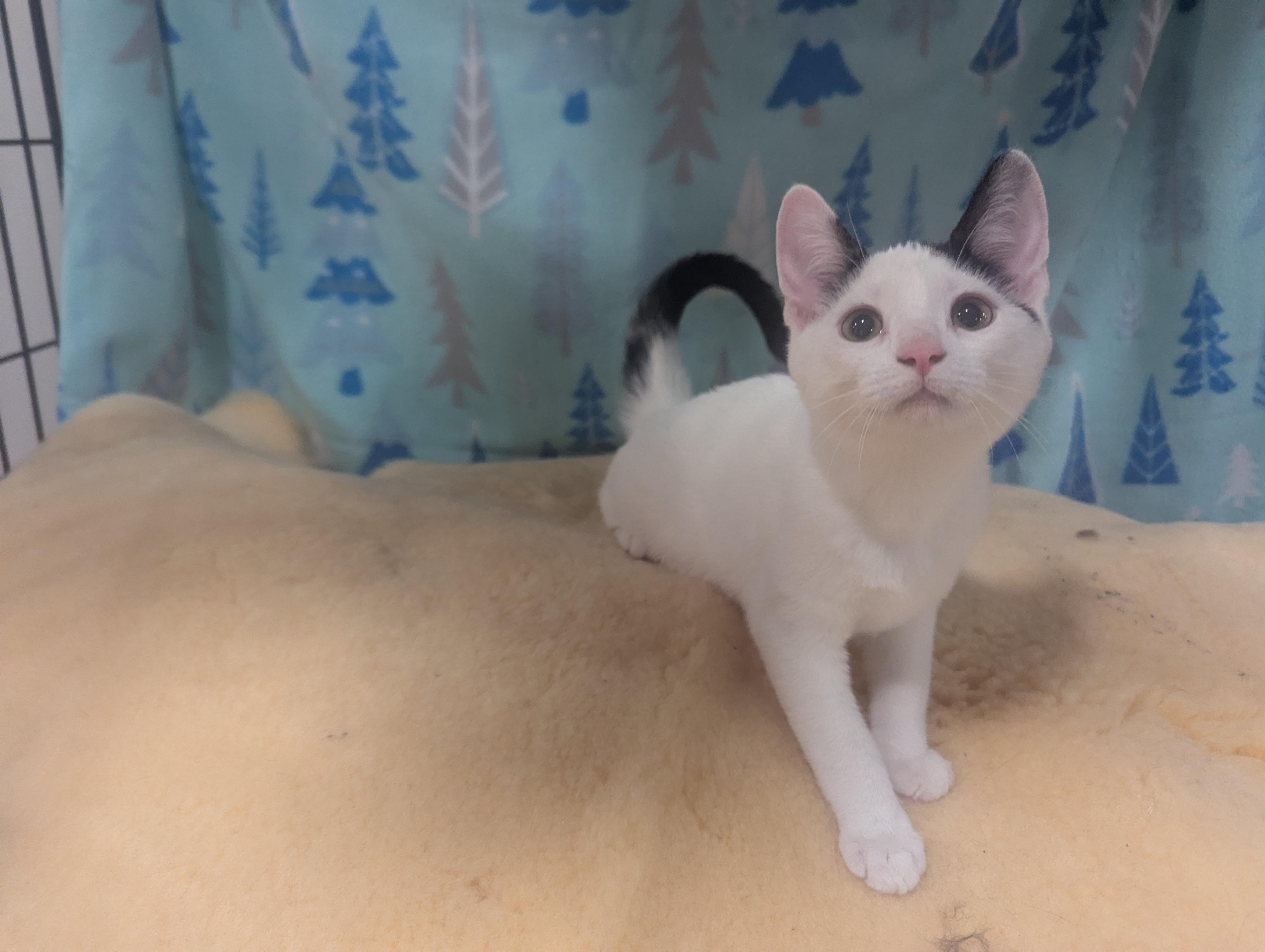 Enlarge Oak, a Adoptable Domestic Short Hair in Philadelphia, PA image 1/3