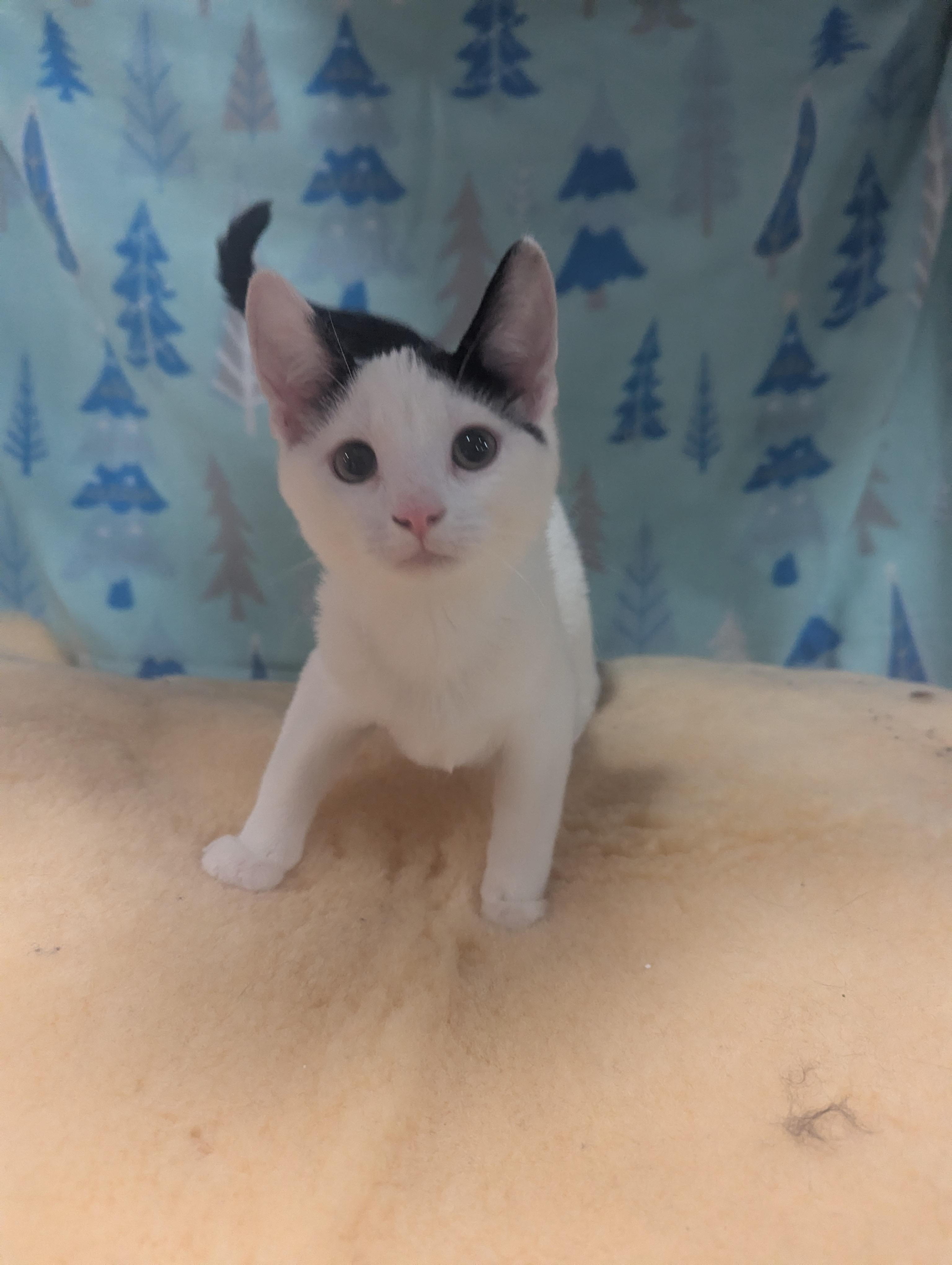 Enlarge Oak, a Adoptable Domestic Short Hair in Philadelphia, PA image 2/3