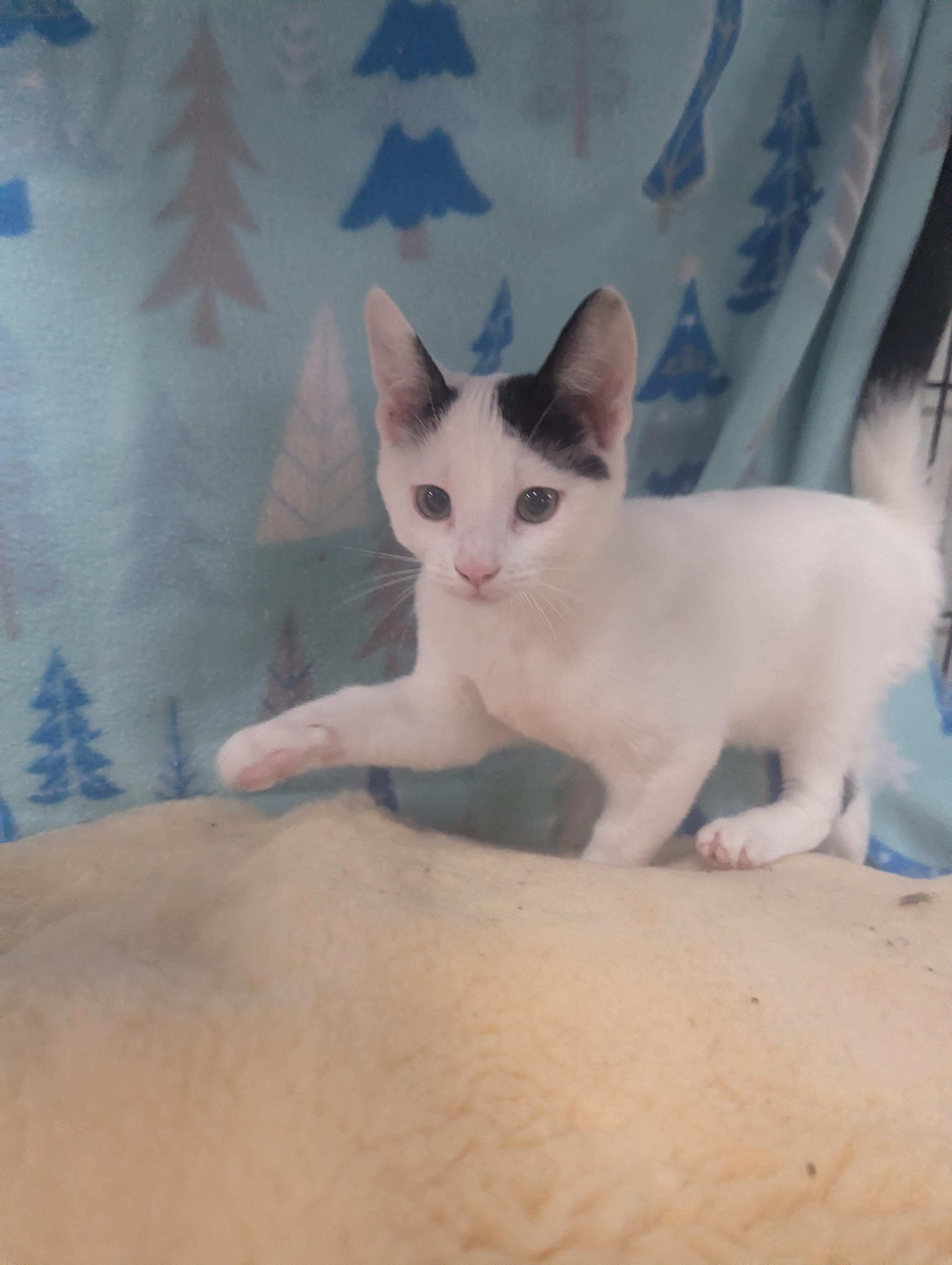 Enlarge Oak, a Adoptable Domestic Short Hair in Philadelphia, PA image 3/3