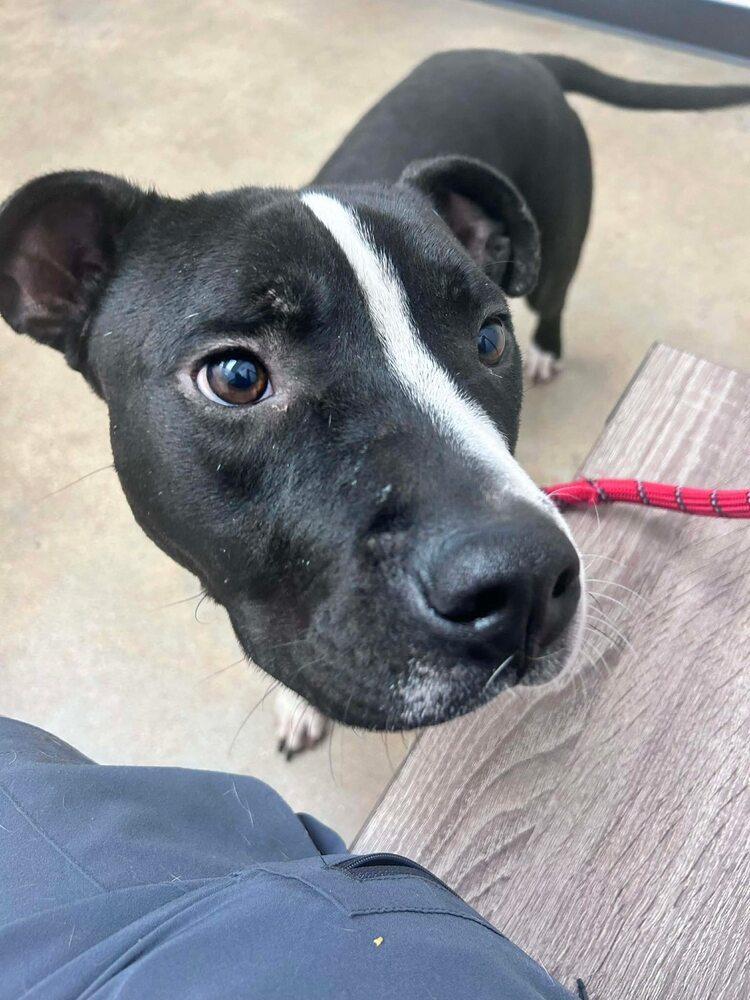 Enlarge Sonny Chance, a Adoptable mixed breed in Saugus, MA image 1/4
