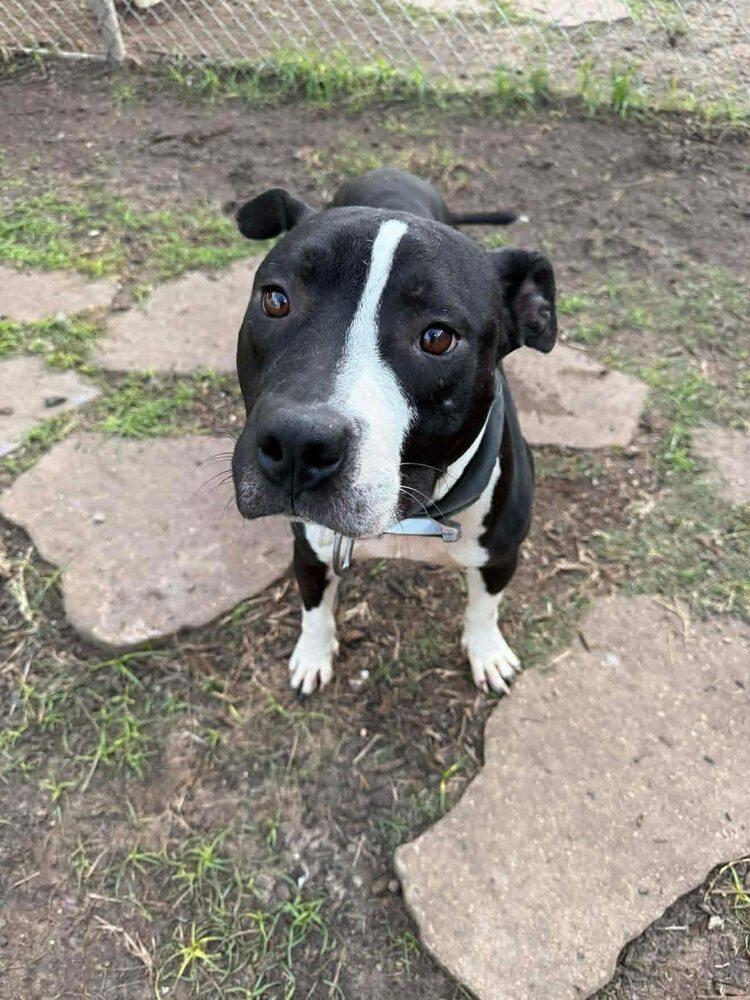 Enlarge Sonny Chance, a Adoptable mixed breed in Saugus, MA image 2/4