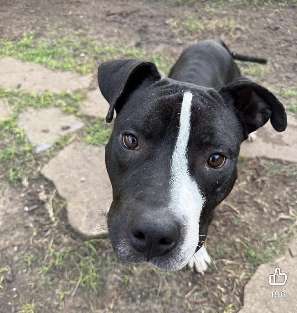 Enlarge Sonny Chance, a Adoptable mixed breed in Saugus, MA image 3/4