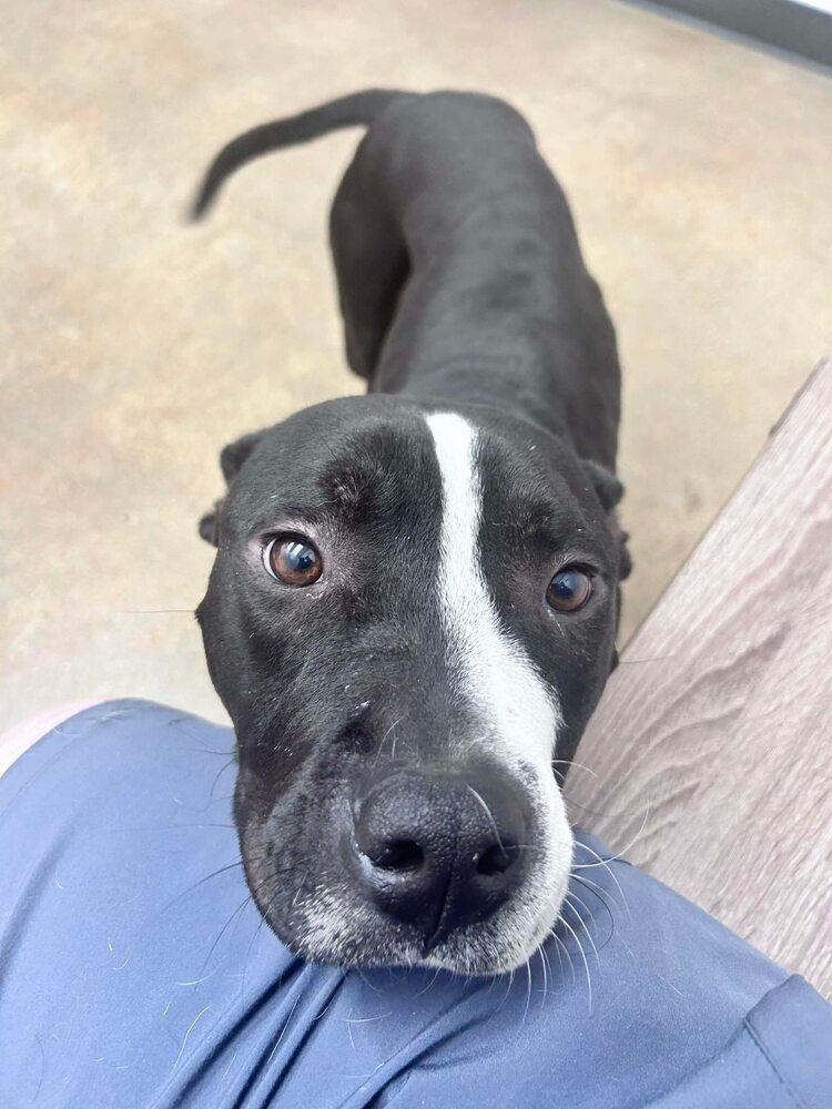 Enlarge Sonny Chance, a Adoptable mixed breed in Saugus, MA image 4/4