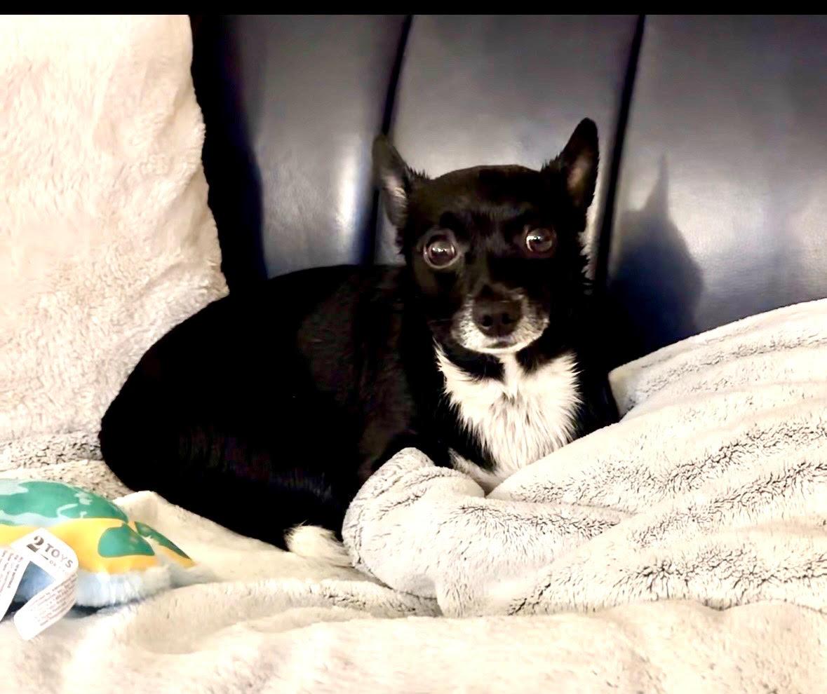 Enlarge Rex, a Adoptable Chihuahua in Kansas City, MO image 1/2