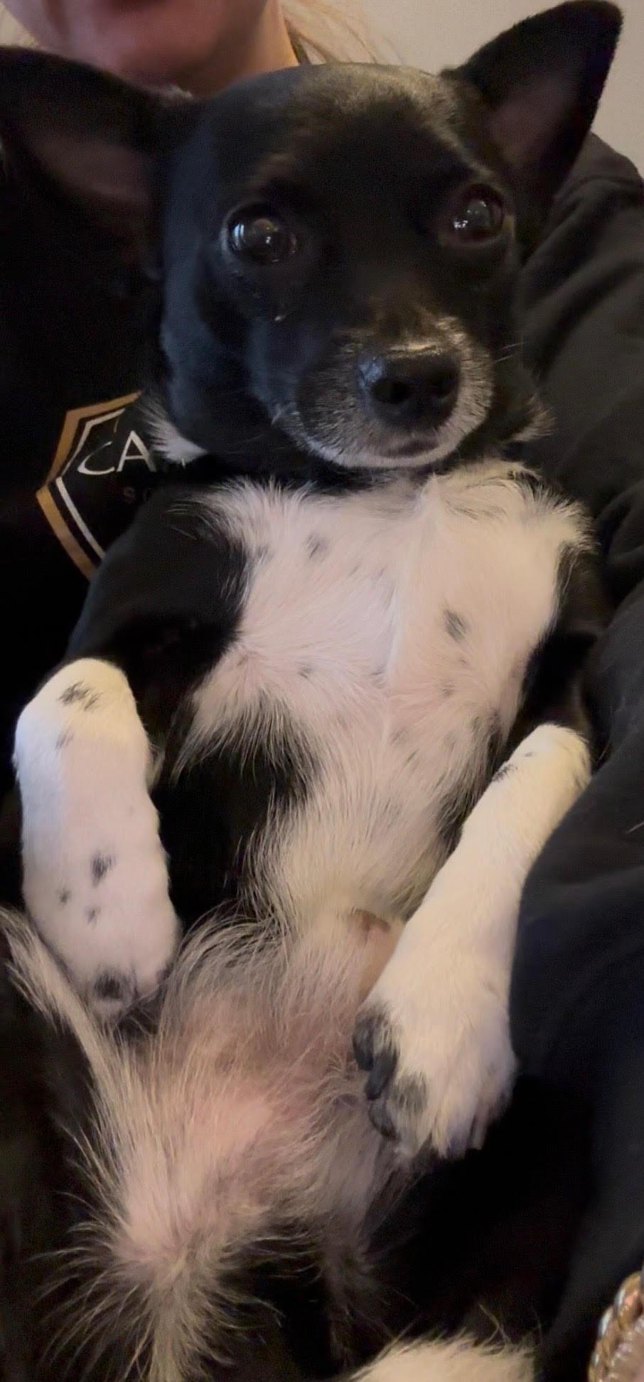 Enlarge Rex, a Adoptable Chihuahua in Kansas City, MO image 2/2