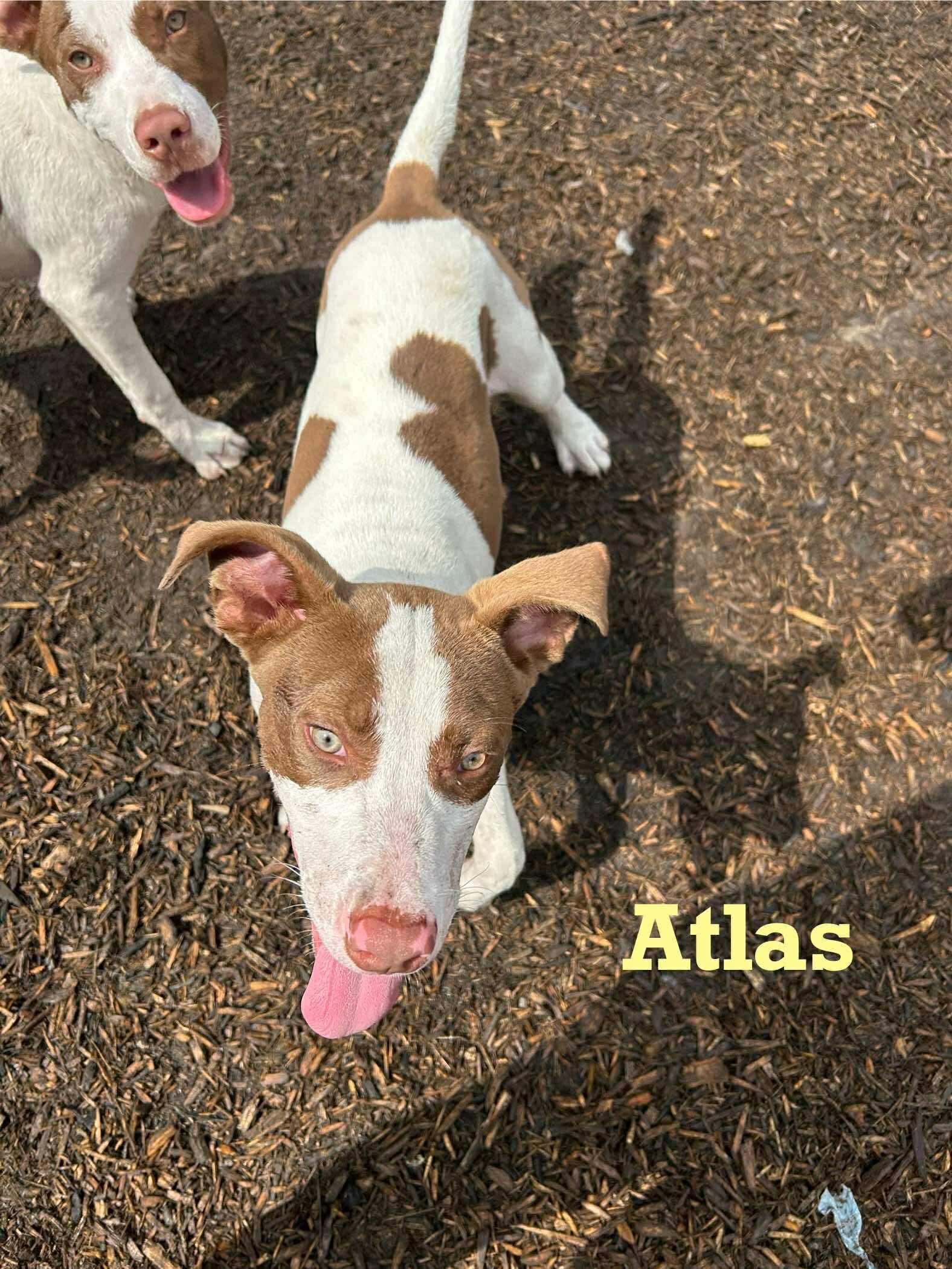 Atlas