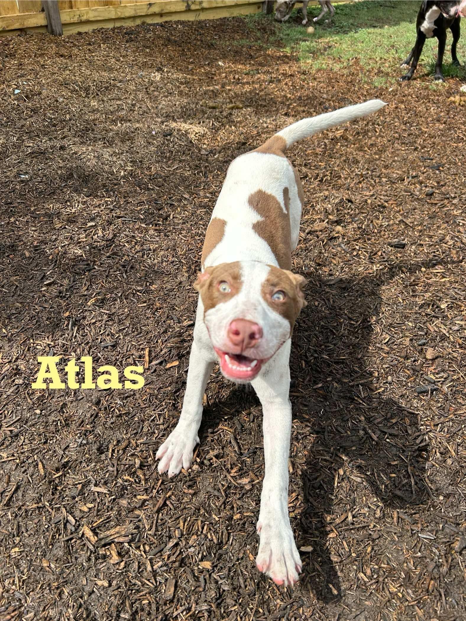 Atlas