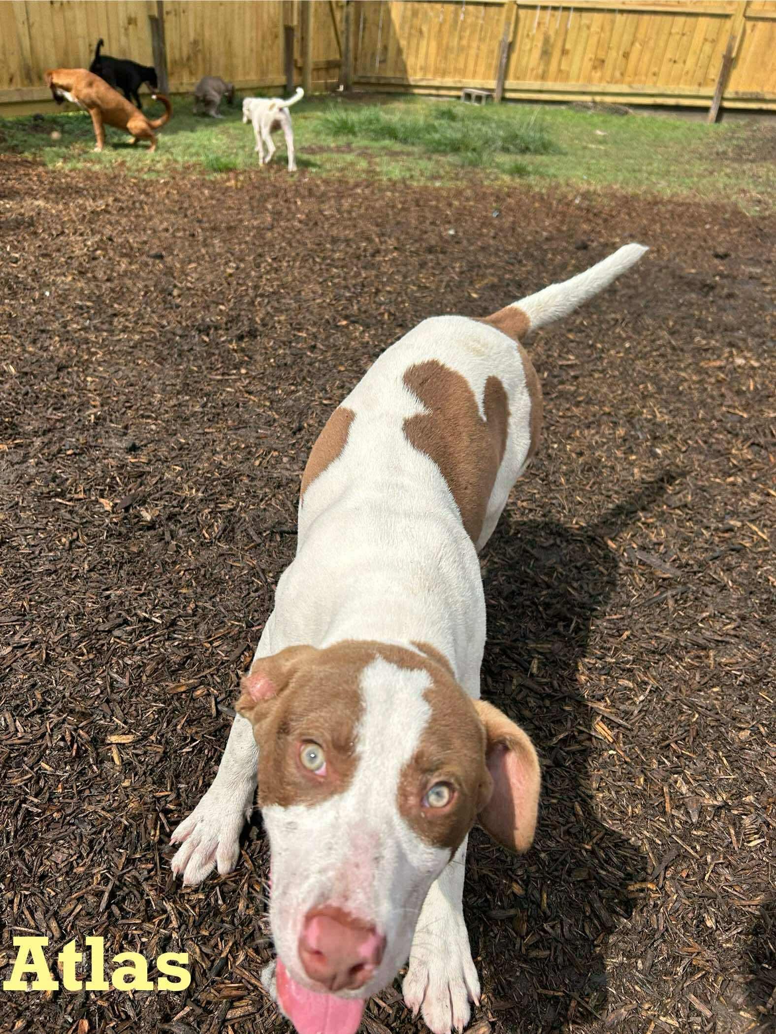 Atlas