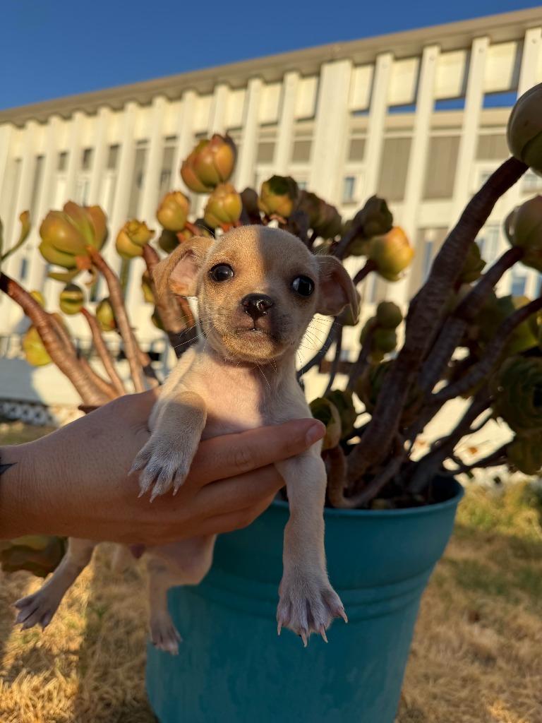 Ruffles, Adoptable, Puppy Female Chihuahua & Mixed Breed.