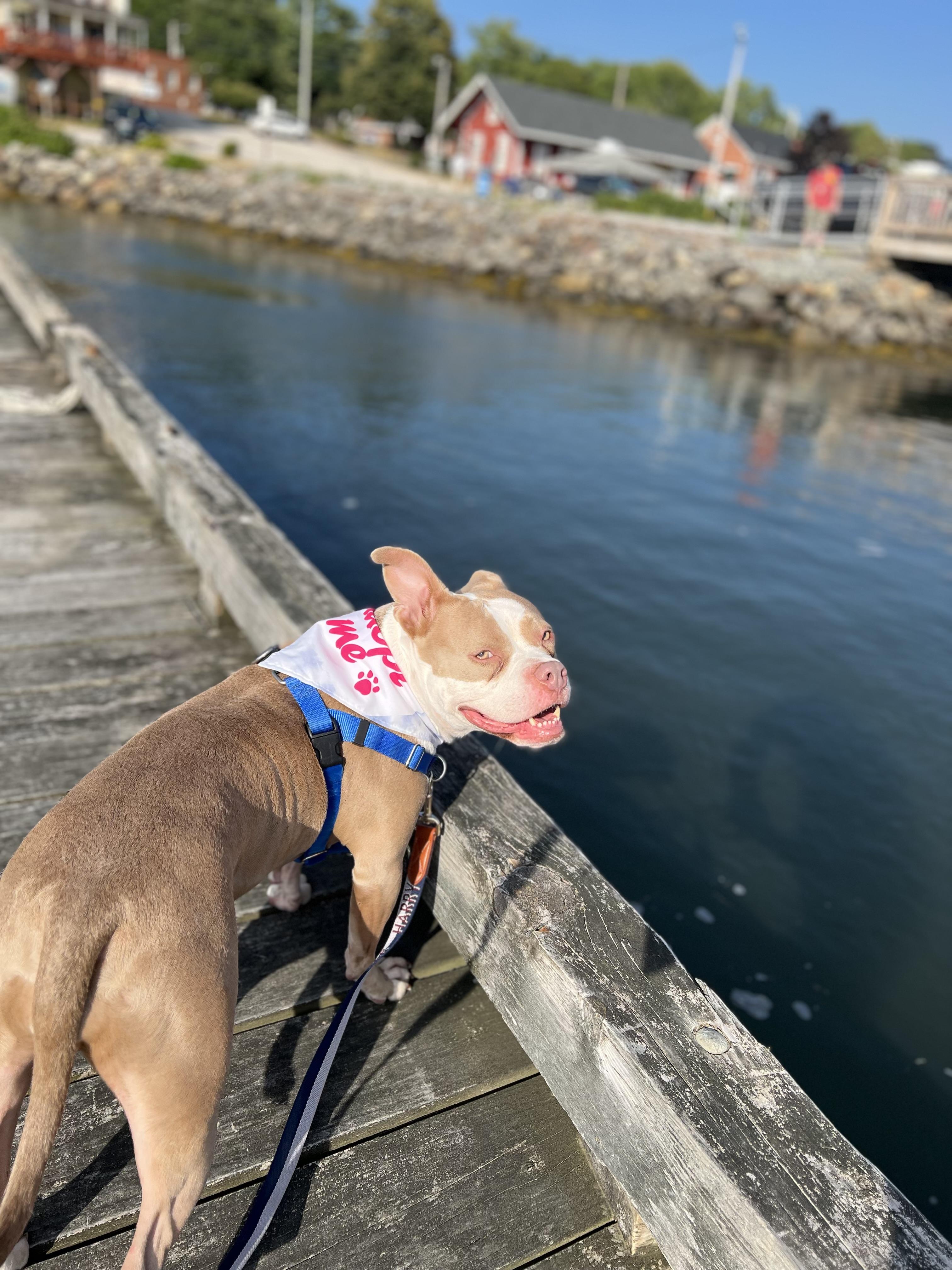 Malibu, an adoptable Mixed Breed in Vassalboro, ME, 04989 | Photo Image 2