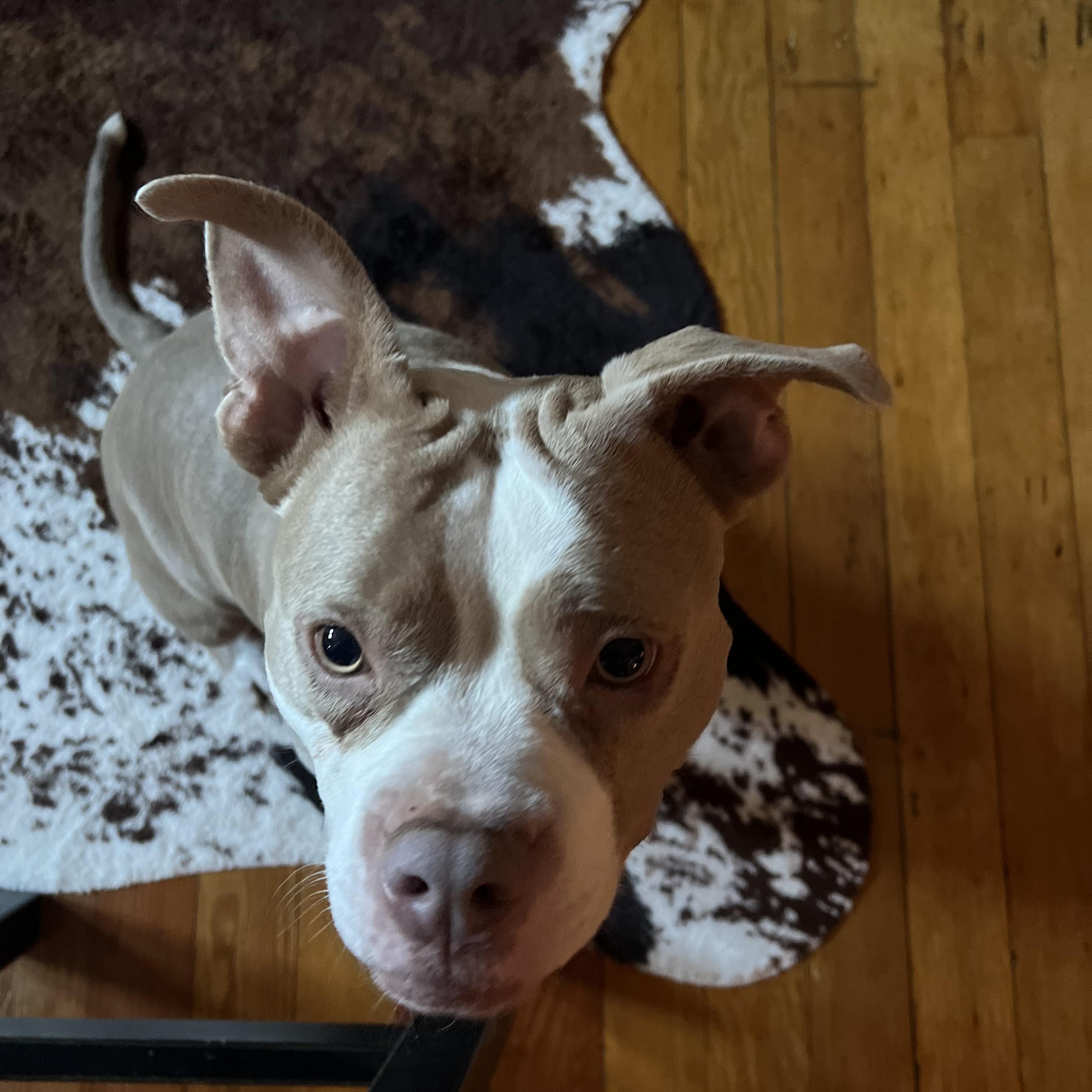 Malibu, an adoptable Mixed Breed in Vassalboro, ME, 04989 | Photo Image 3