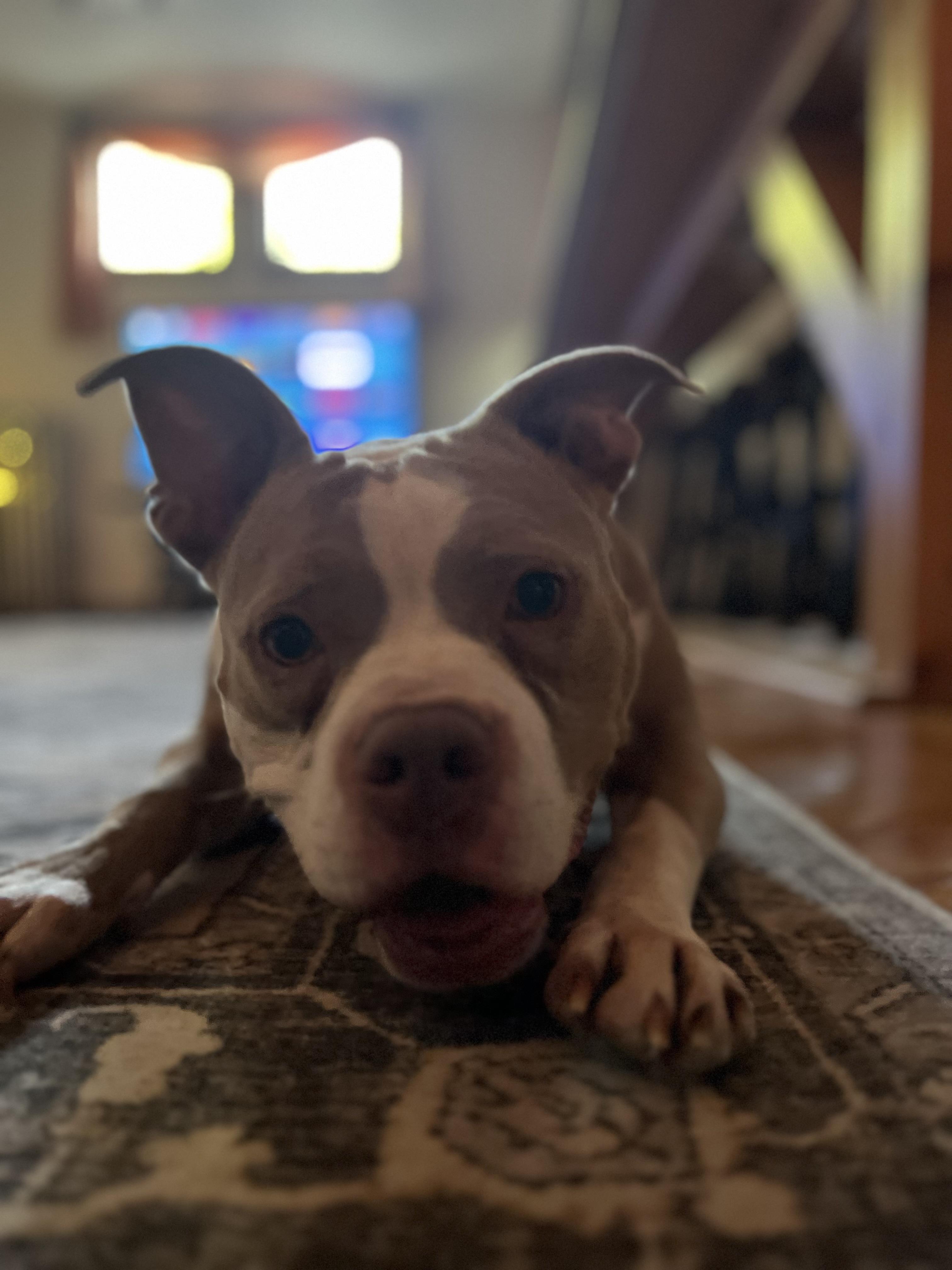 Malibu, an adoptable Mixed Breed in Vassalboro, ME, 04989 | Photo Image 4