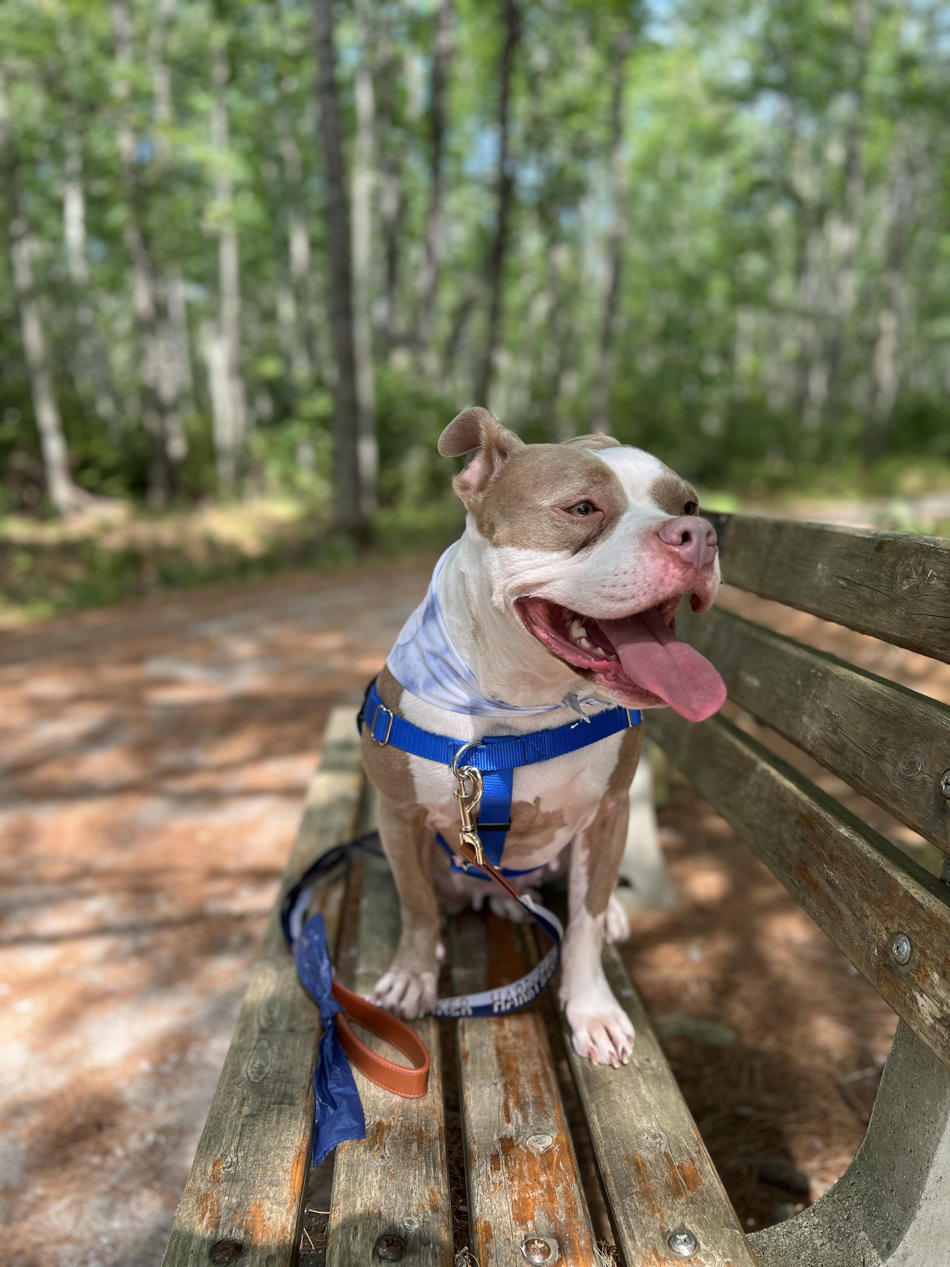 Malibu, an adoptable Mixed Breed in Vassalboro, ME, 04989 | Photo Image 1