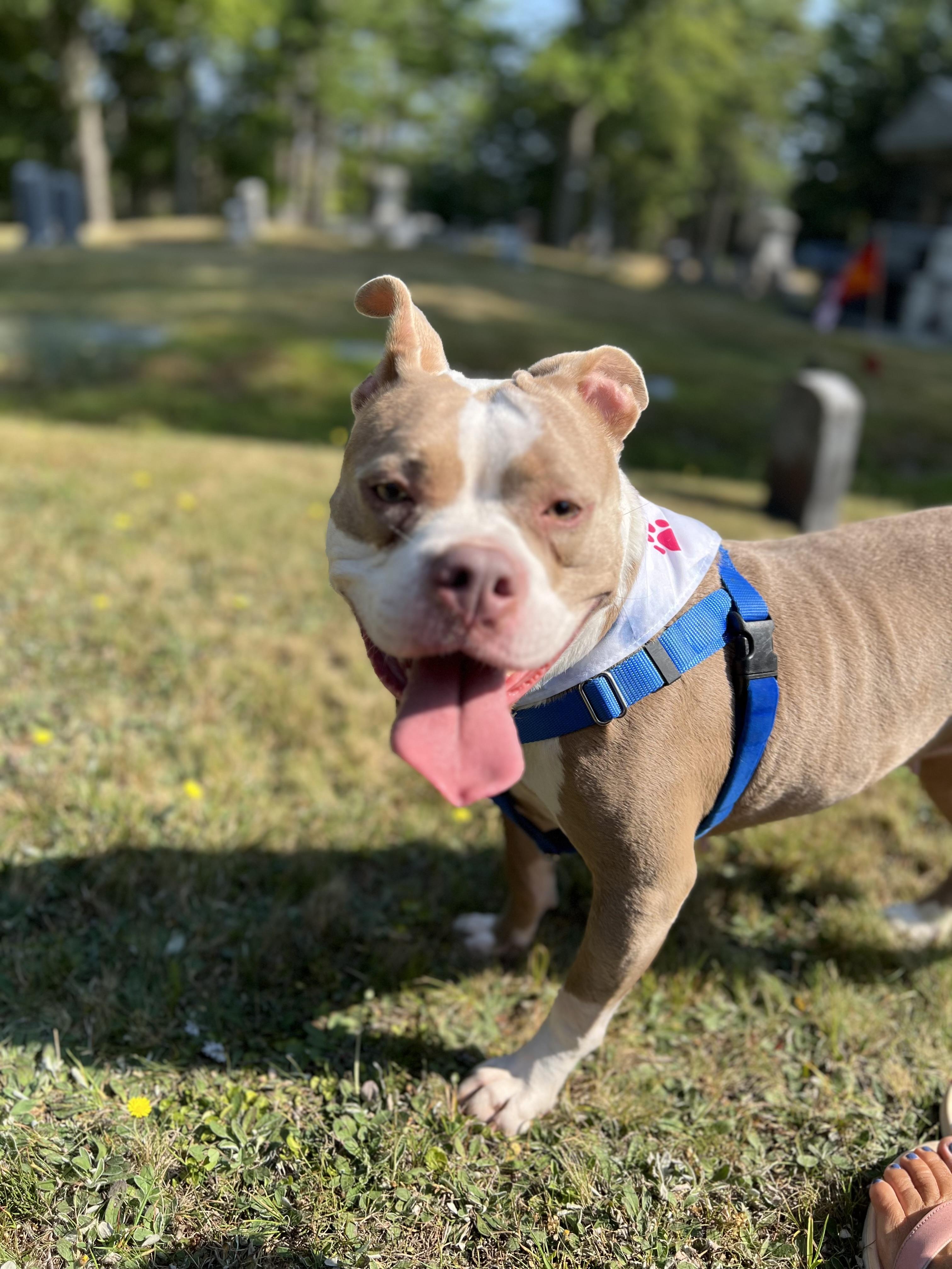 Malibu, an adoptable Mixed Breed in Vassalboro, ME, 04989 | Photo Image 5