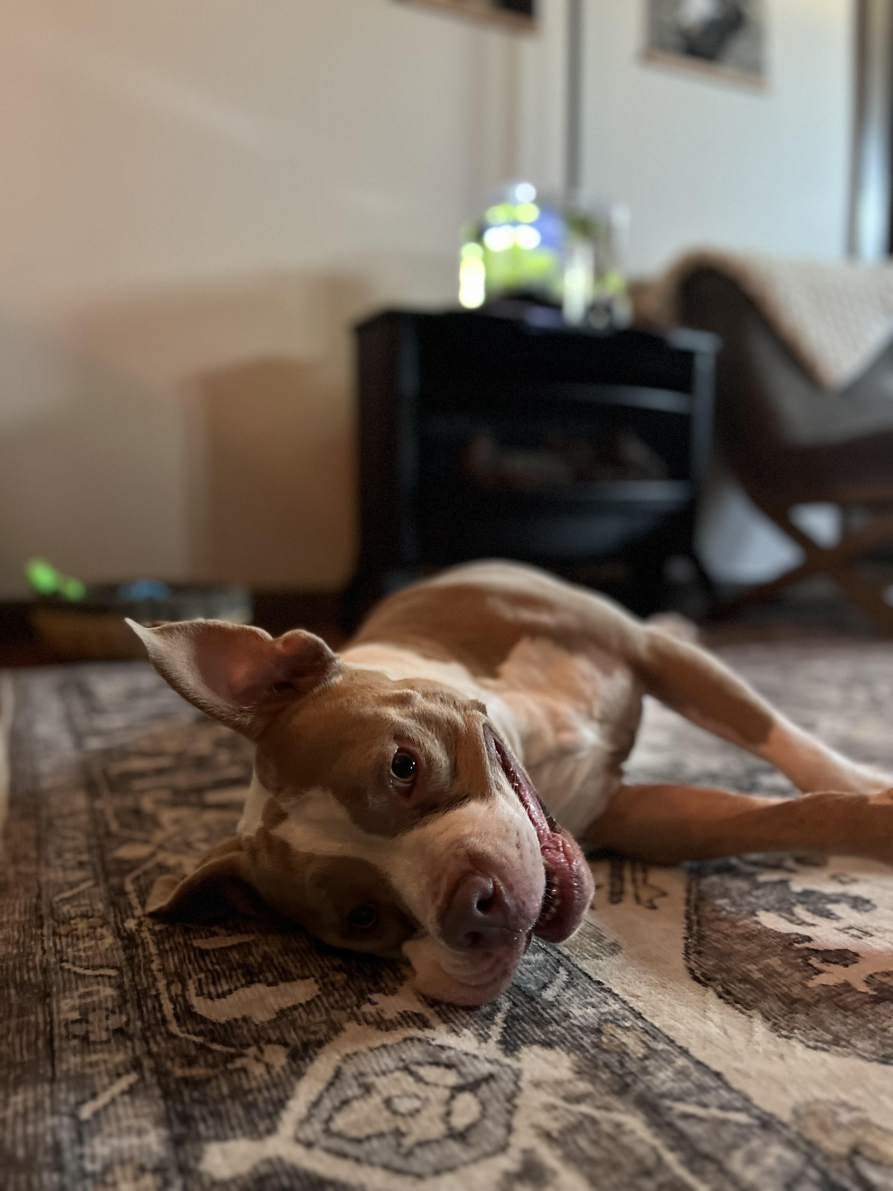 Malibu, an adoptable Mixed Breed in Vassalboro, ME, 04989 | Photo Image 6