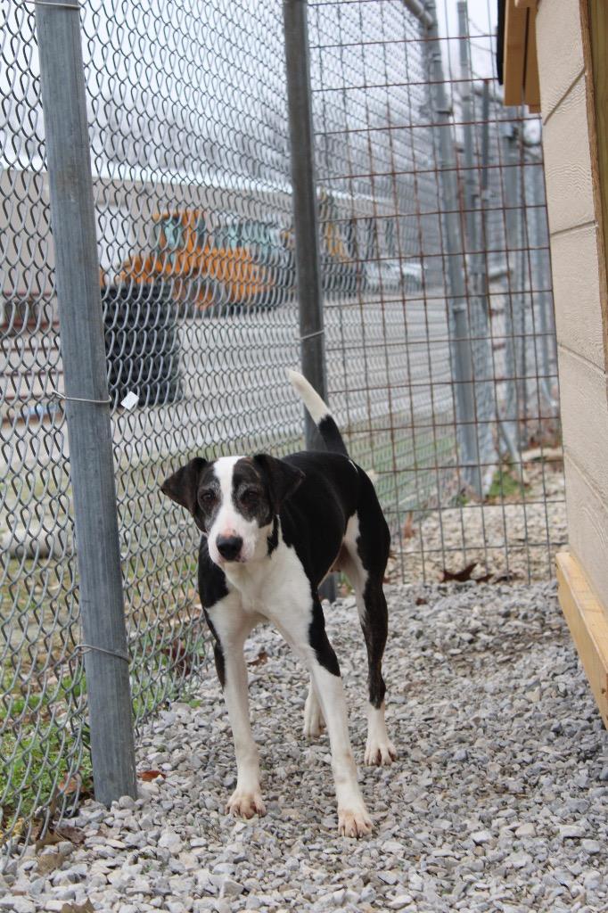 Enlarge Billy Joe, a Adoptable mixed breed in Morgantown, KY image 1/1