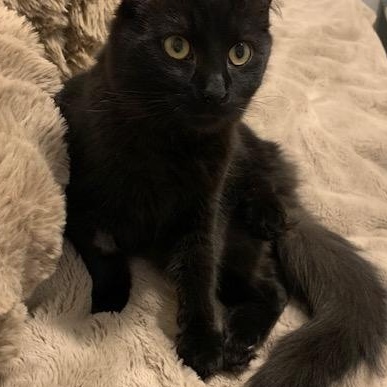 Chouchounot, a Adoptable Domestic Long Hair in Montreal, QC image 3/6