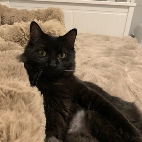 Chouchounot, a Adoptable Domestic Long Hair in Montreal, QC image 1/6