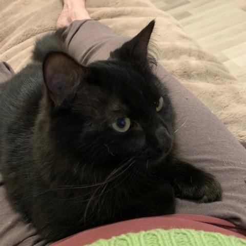 Chouchounot, a Adoptable Domestic Long Hair in Montreal, QC image 2/6