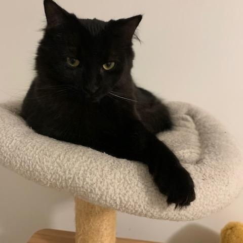 Chouchounot, a Adoptable Domestic Long Hair in Montreal, QC image 4/6