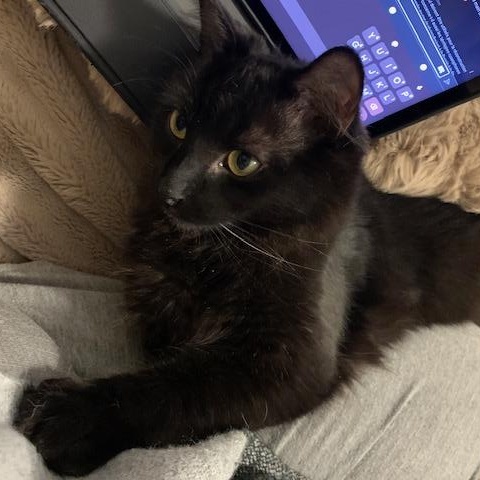 Chouchounot, a Adoptable Domestic Long Hair in Montreal, QC image 6/6