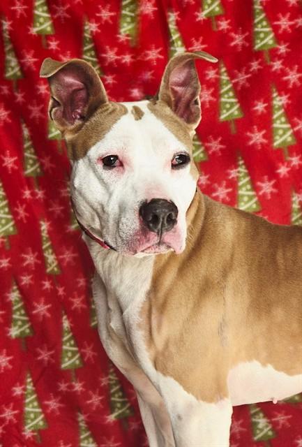 NAMI, Adoptable, Adult Female Pit Bull Terrier.