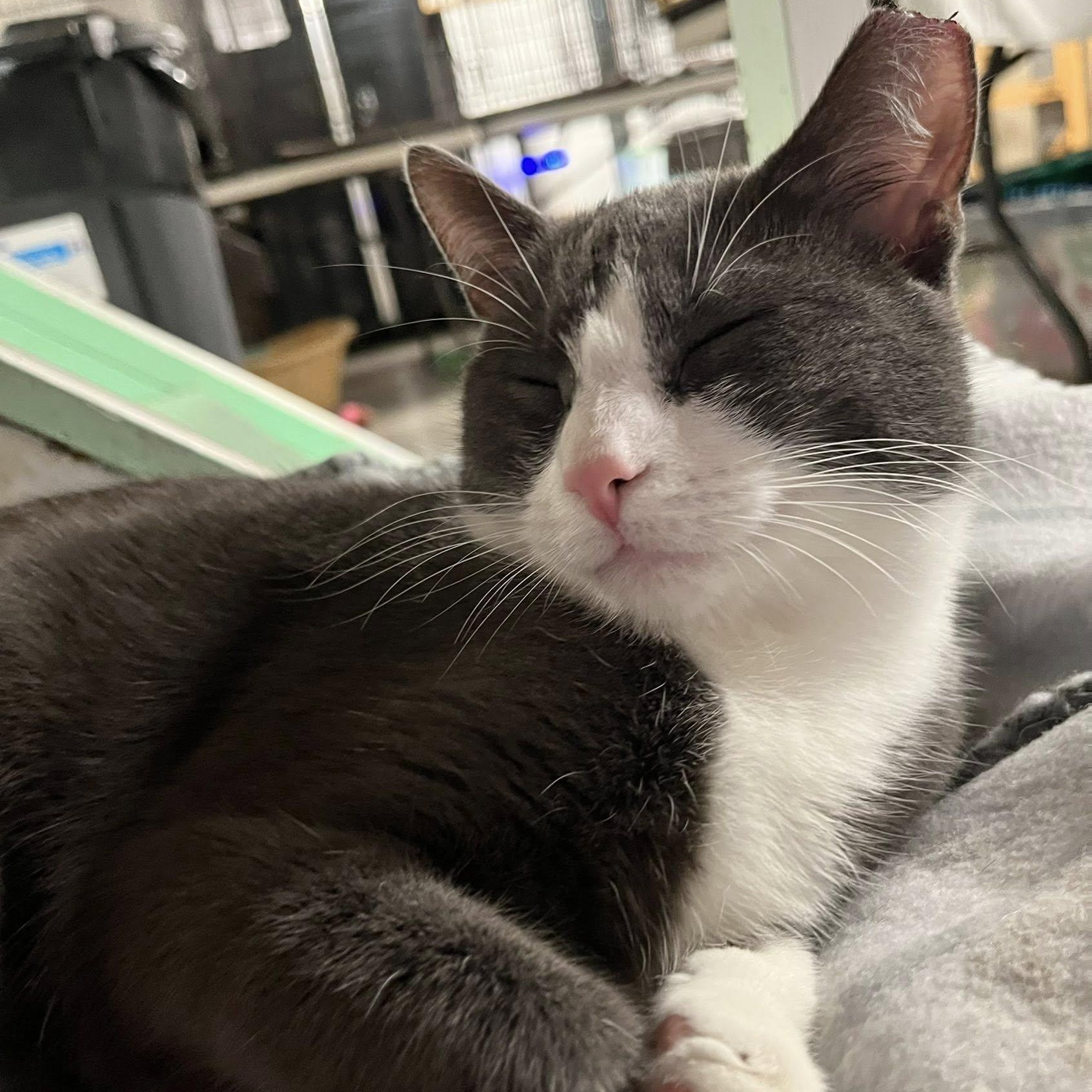 Enlarge Mallory, a Adoptable Domestic Short Hair in East Amherst, NY image 5/6