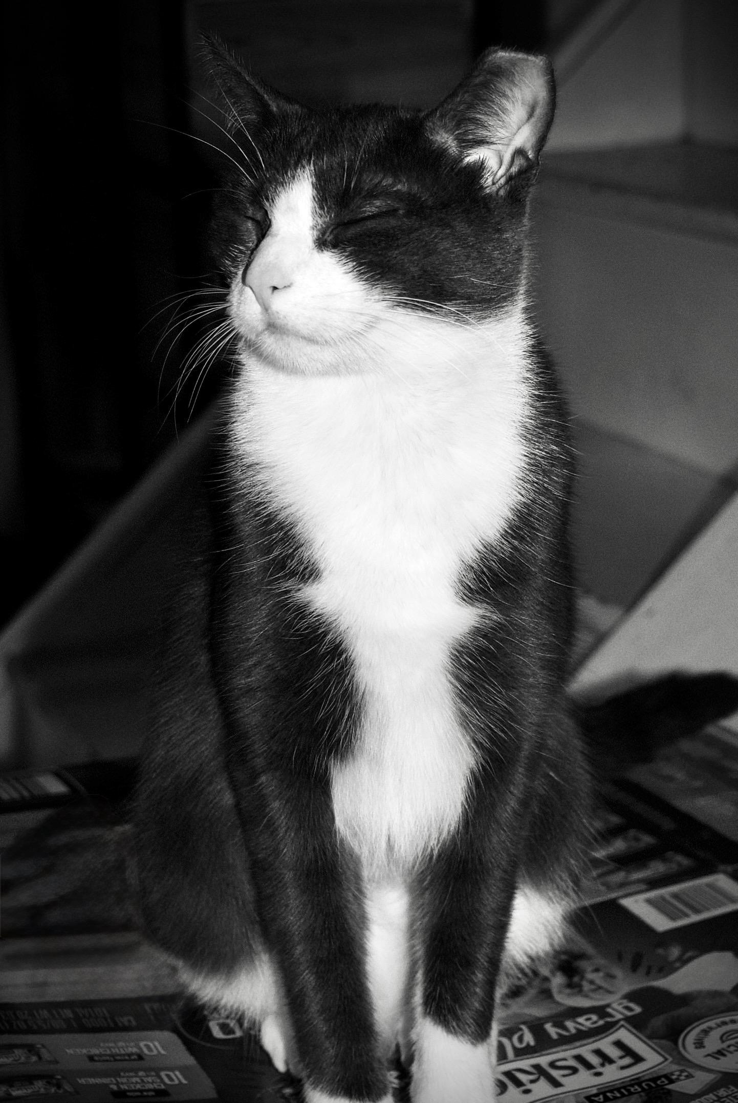 Enlarge Mallory, a Adoptable Domestic Short Hair in East Amherst, NY image 6/6