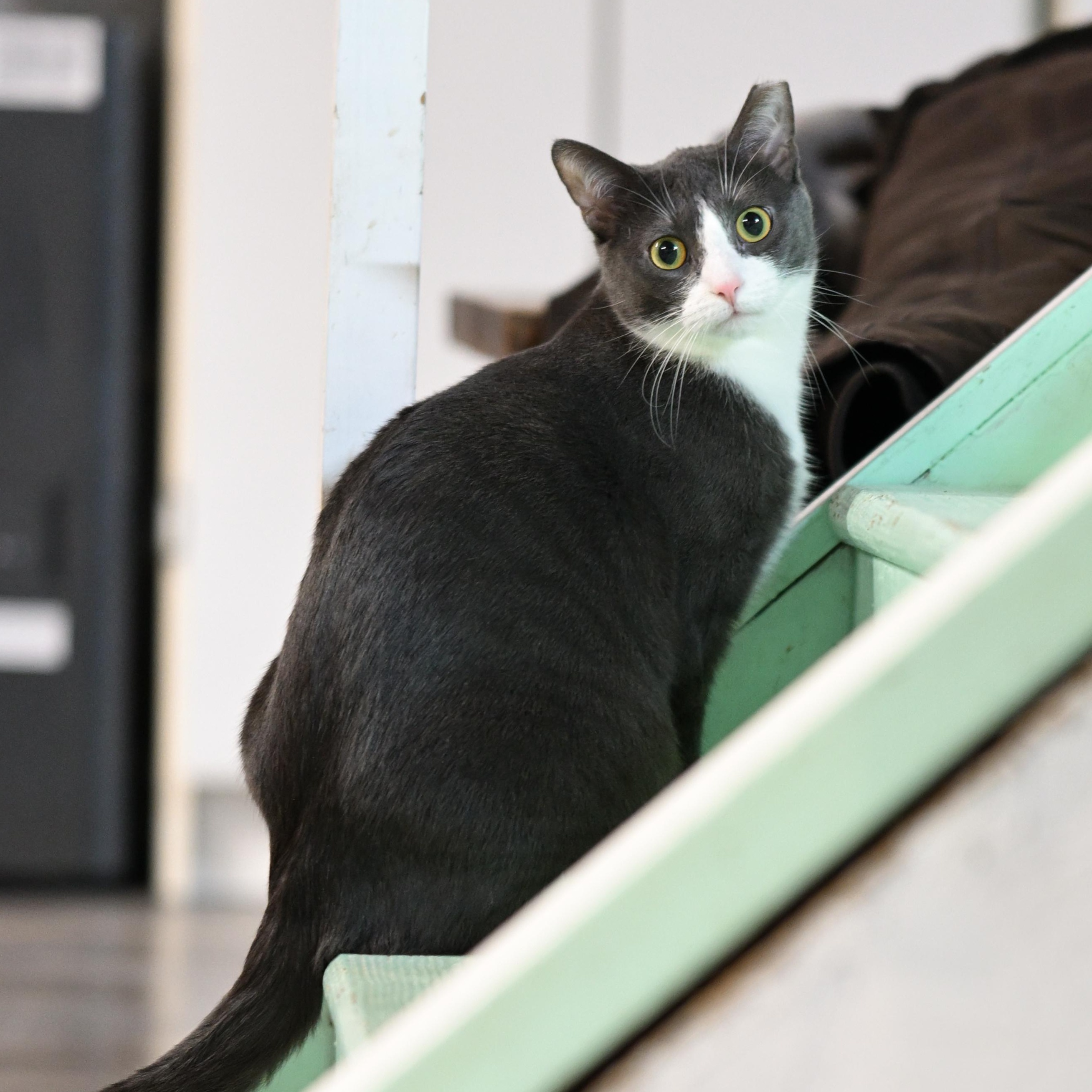 Mallory, Adoptable, Young Female Domestic Short Hair.