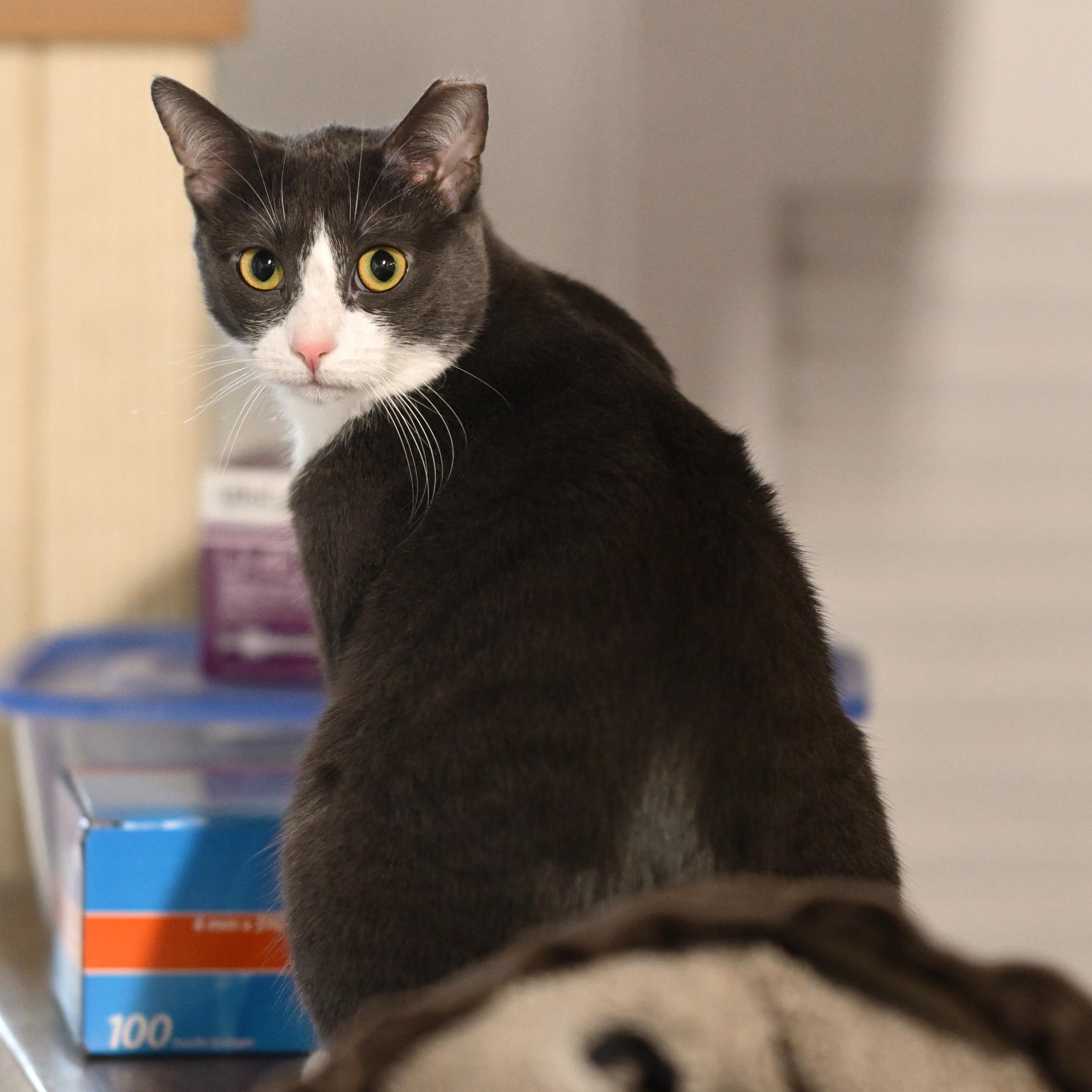 Enlarge Mallory, a Adoptable Domestic Short Hair in East Amherst, NY image 2/6