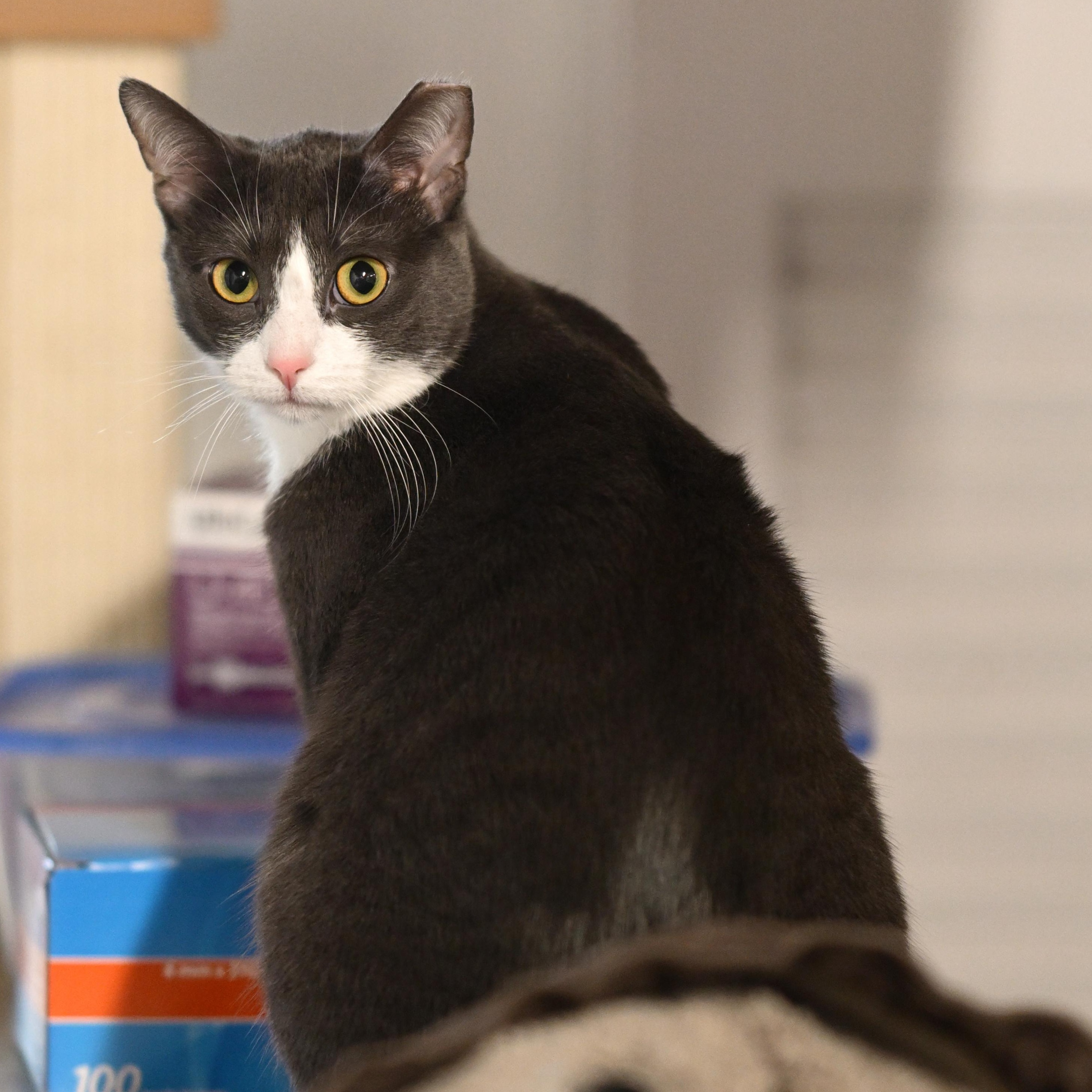 Mallory, Adoptable, Young Female Domestic Short Hair.