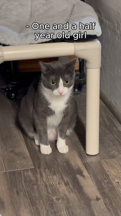 Enlarge Mallory, a Adoptable Domestic Short Hair in East Amherst, NY video 6/6