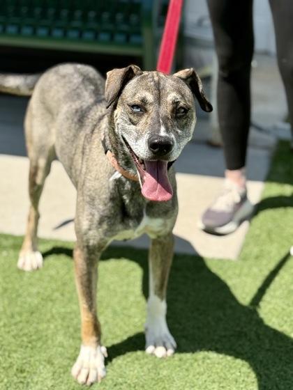 Junie, Adoptable, Adult Female Husky.