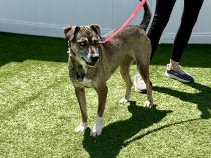 Enlarge Junie, a Adoptable mixed breed in Downers Grove, IL image 3/3