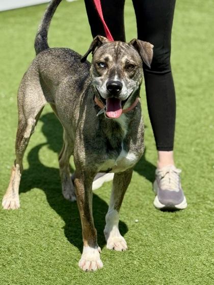 Enlarge Junie, a Adoptable mixed breed in Downers Grove, IL image 2/3