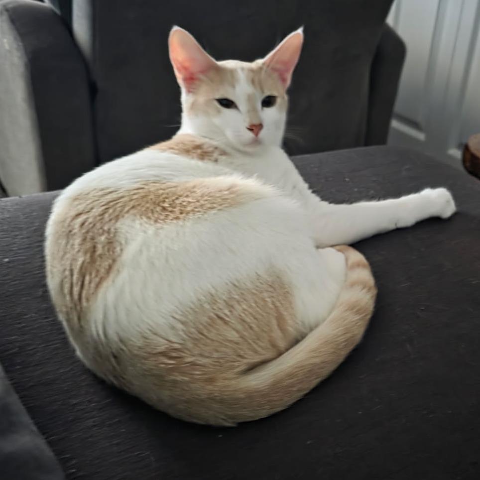 Camilla, a Adoptable Domestic Short Hair in Victoria, BC image 1/3