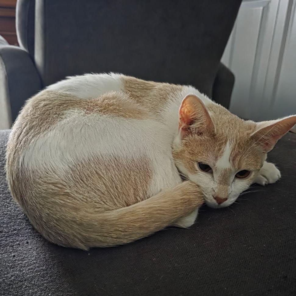 Camilla, a Adoptable Domestic Short Hair in Victoria, BC image 2/3