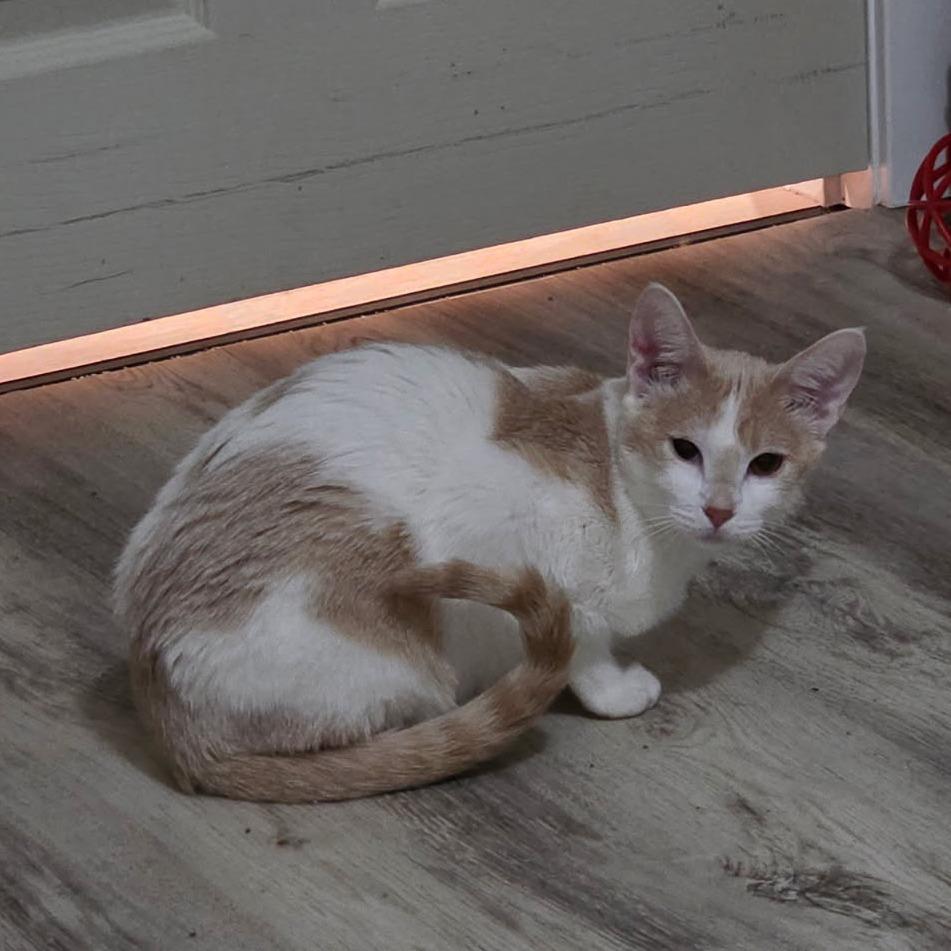 Camilla, a Adoptable Domestic Short Hair in Victoria, BC image 3/3