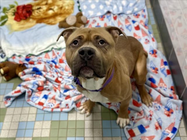 Enlarge PORK CHOP, a Adoptable mixed breed in Loveland, CO image 1/1