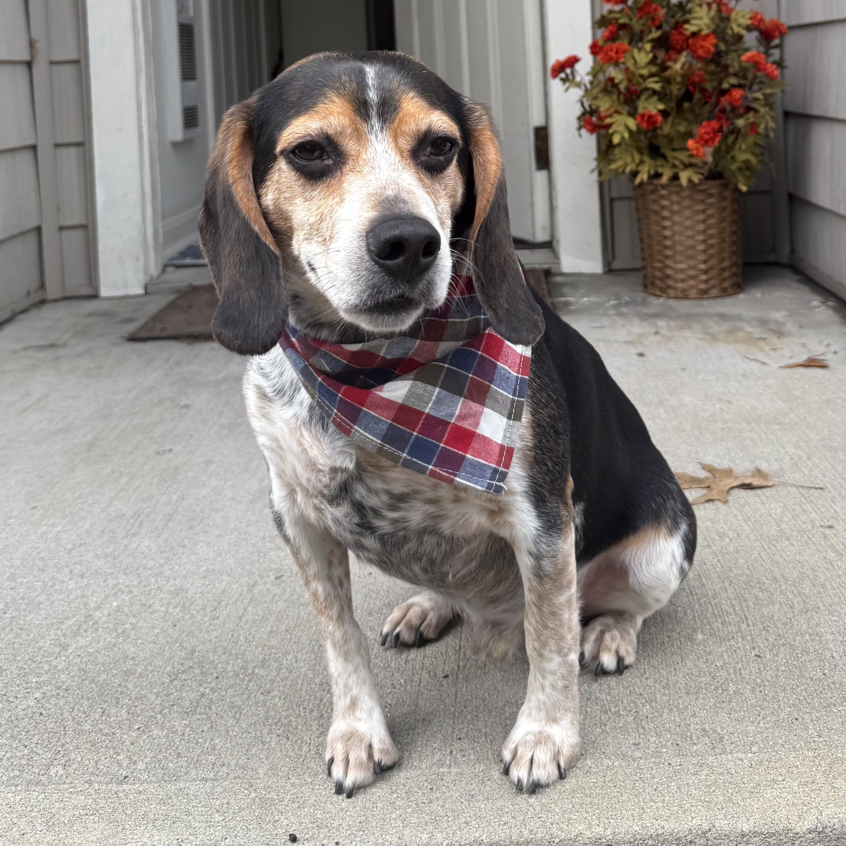 Toby, Adoptable, Adult Male Beagle.
