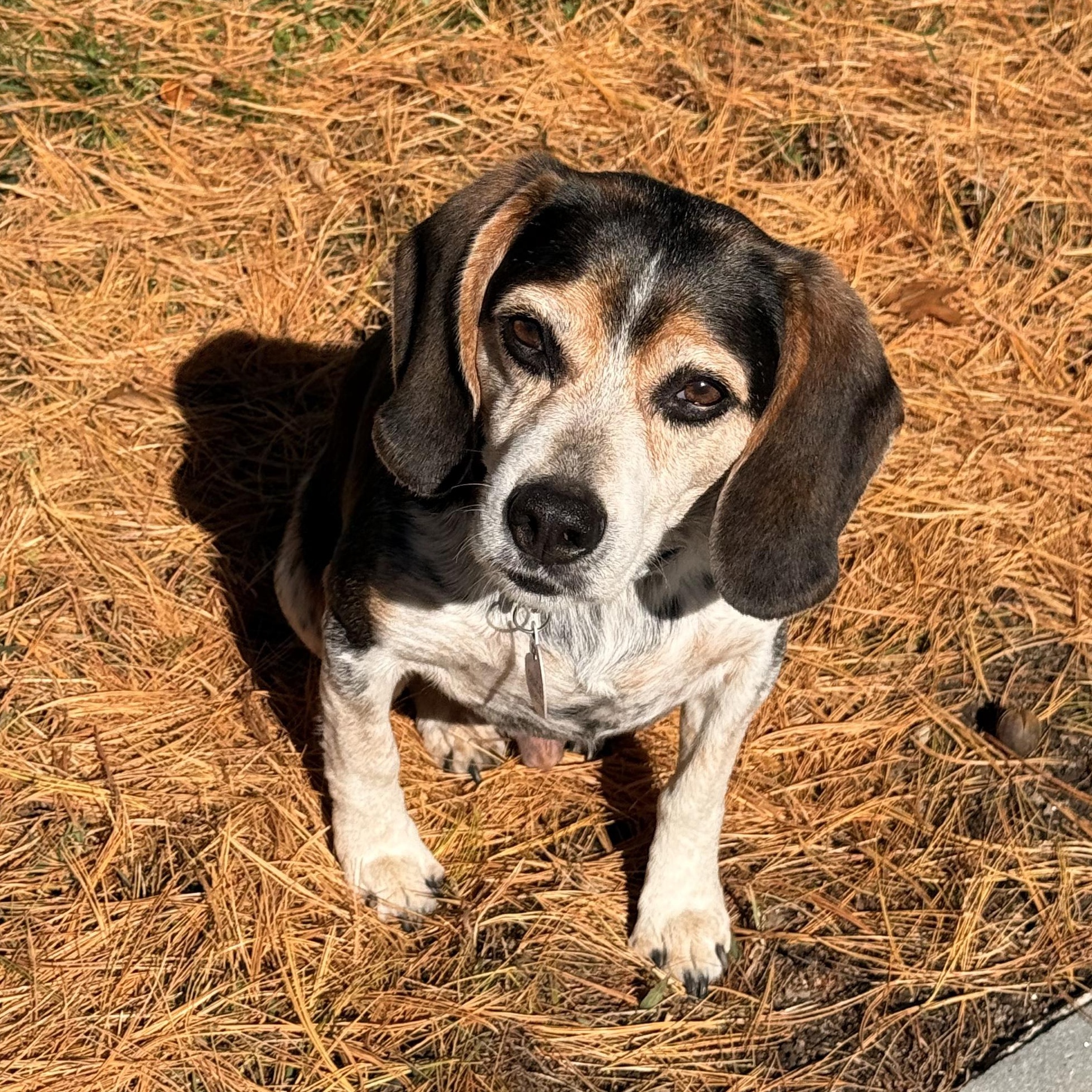 Enlarge Toby, a Adoptable Beagle in Stoughton, MA image 2/6