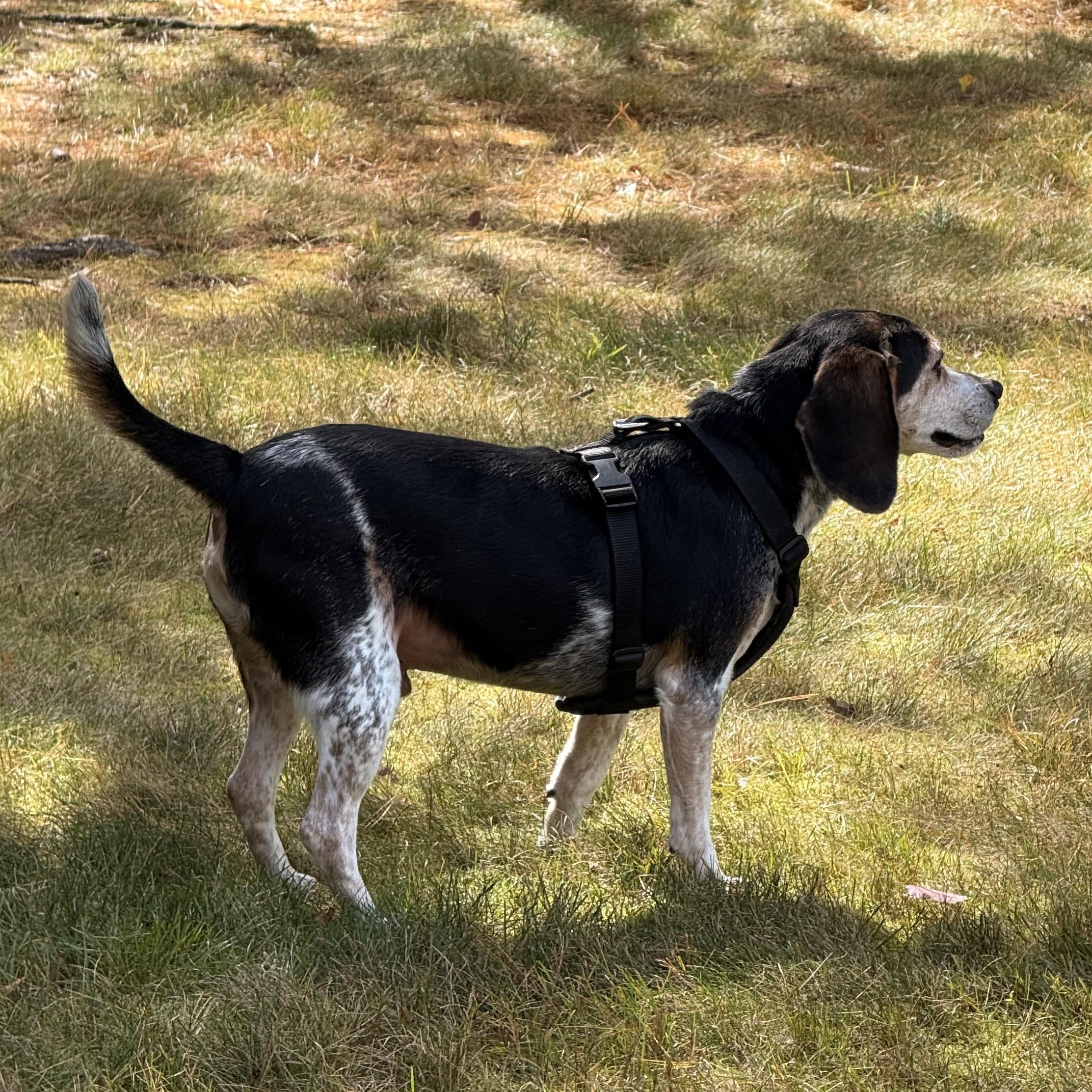 Enlarge Toby, a Adoptable Beagle in Stoughton, MA image 5/6