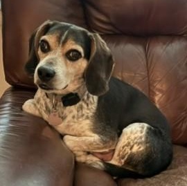 Enlarge Toby, a Adoptable Beagle in Stoughton, MA image 3/6