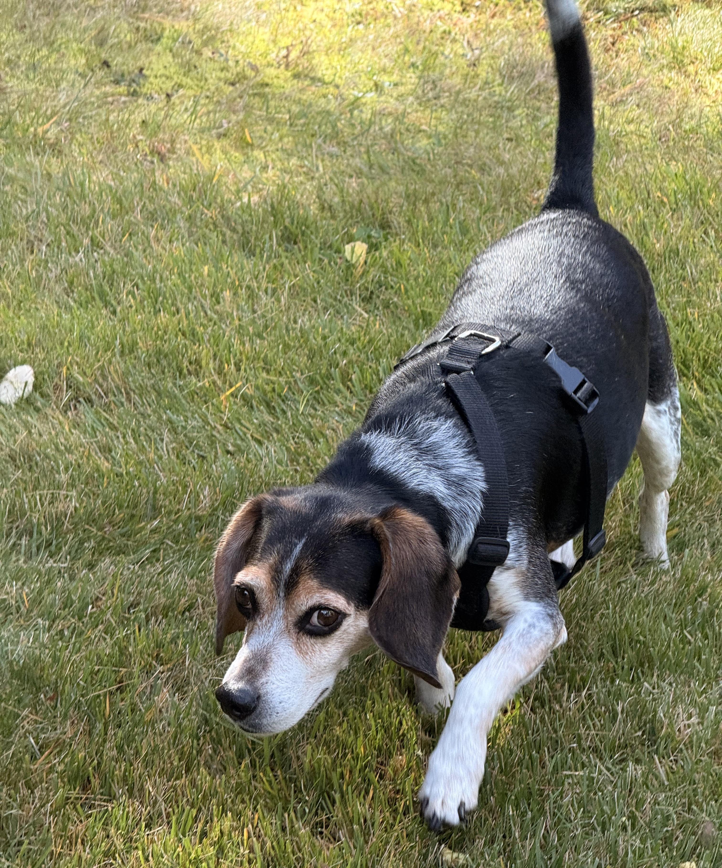 Enlarge Toby, a Adoptable Beagle in Stoughton, MA image 6/6