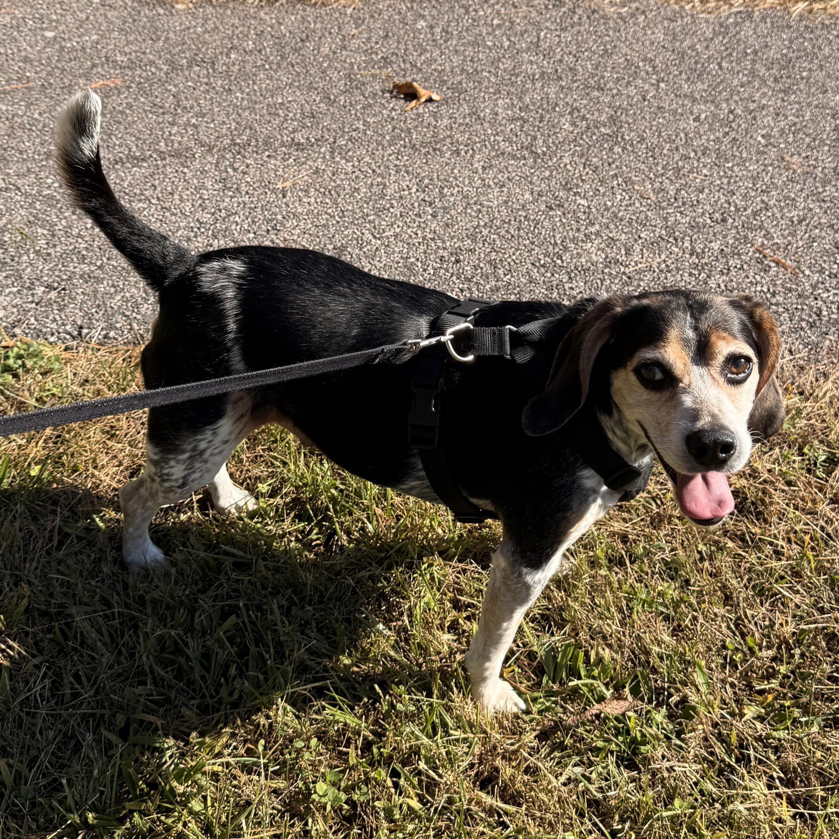 Enlarge Toby, a Adoptable Beagle in Stoughton, MA image 4/6