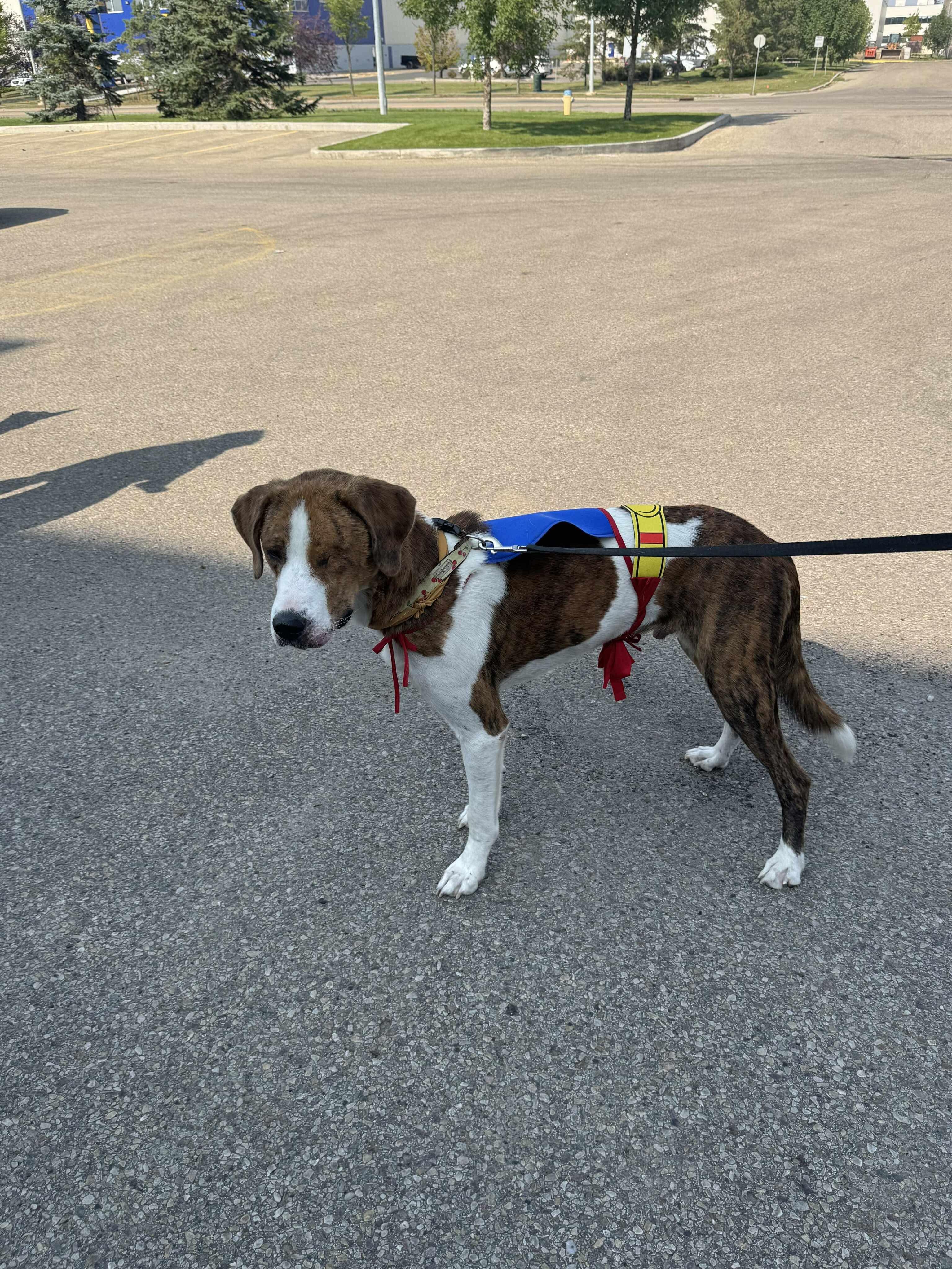 Homer (one eye), an adoptable Coonhound, Great Dane in Edmonton, AB, T5Y 3N6 | Photo Image 6