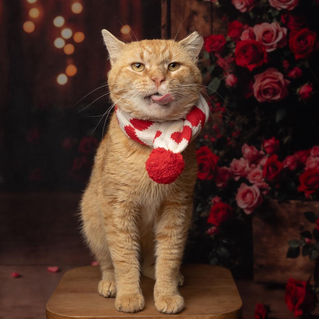 Peach, Adoptable, Adult Male Domestic Short Hair.