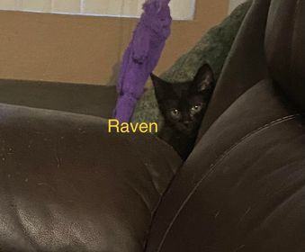 Enlarge Raven, a Adopted Domestic Medium Hair in Quartz Hill, CA image 1/2