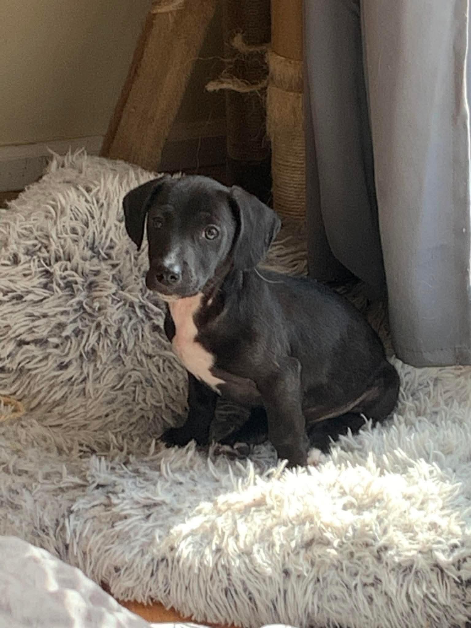 Storm, Adoptable, Puppy Male Mixed Breed.