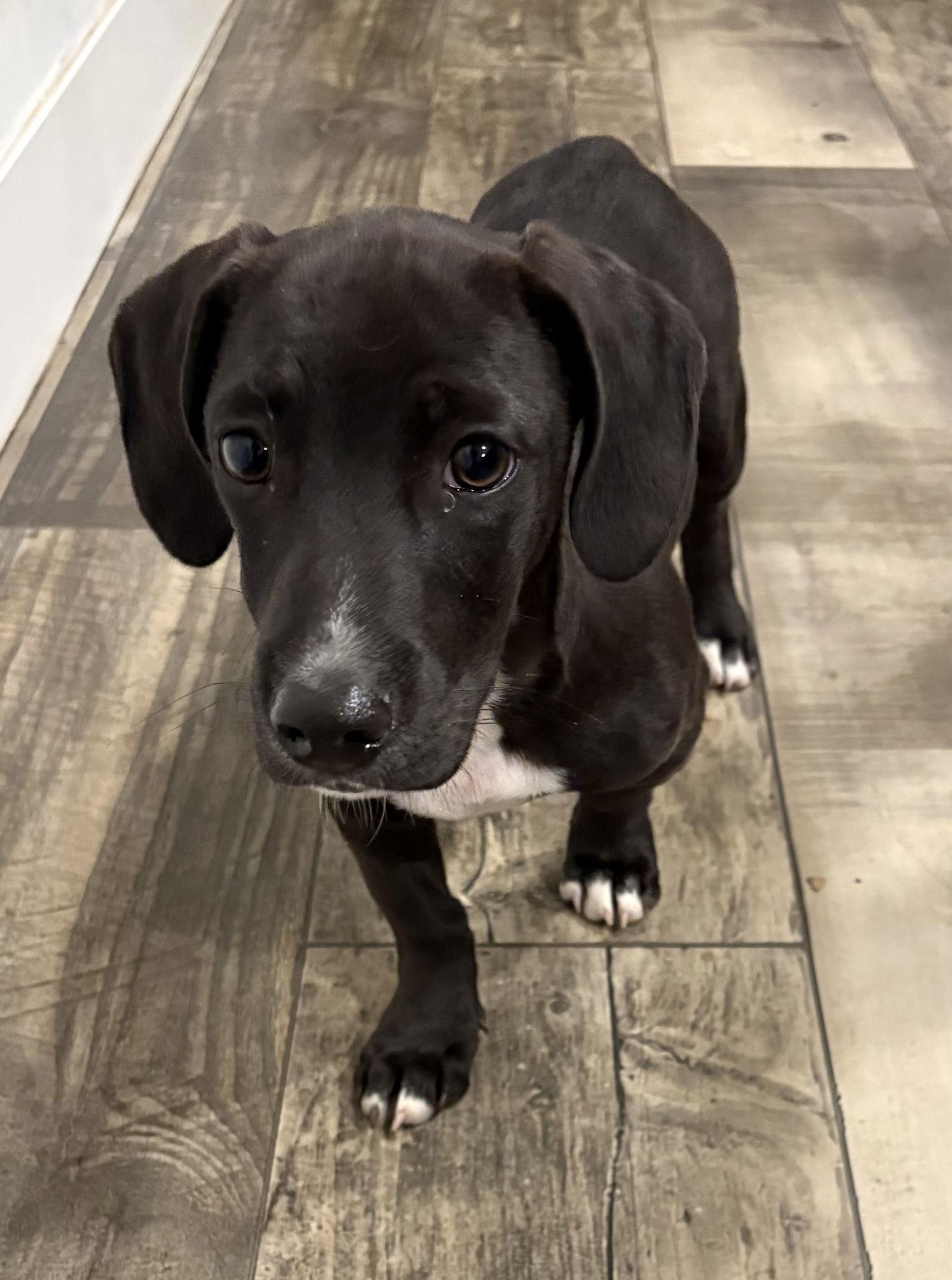 Storm, a Adoptable Mixed Breed in Mount Pleasant, SC image 2/3